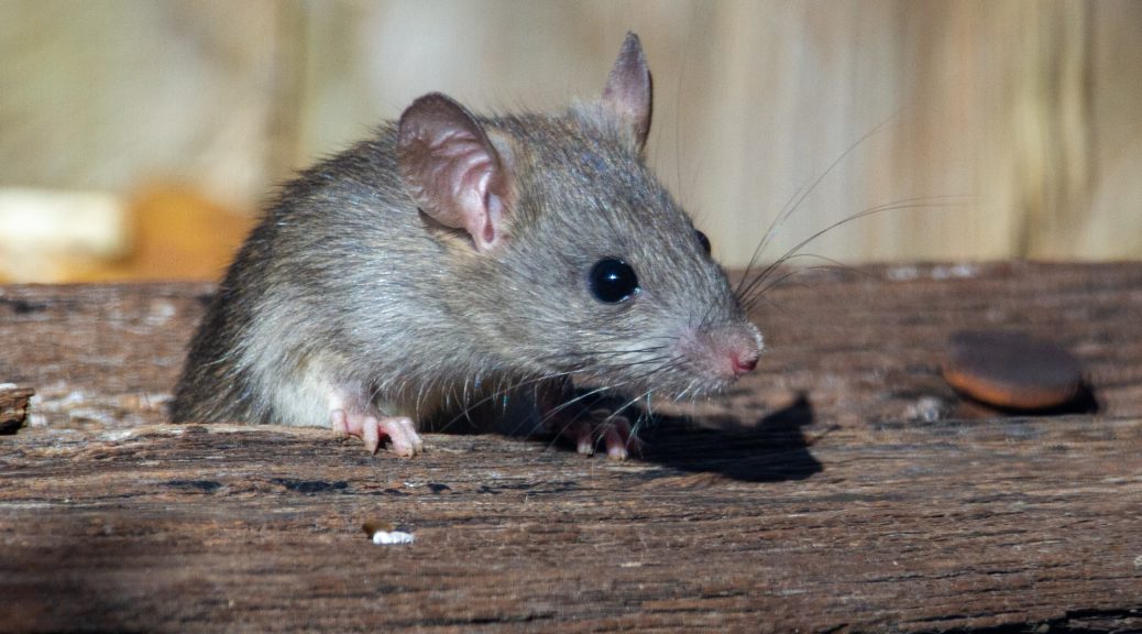 Comment reconnaître une infestation de rats à Pontcharra et intervenir rapidement ?